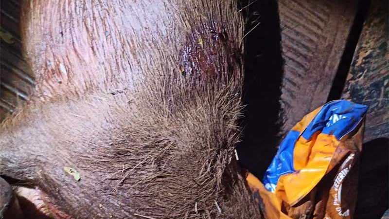 Homem foi flagrado com uma capivara abatida. Foto: PM Ambiental