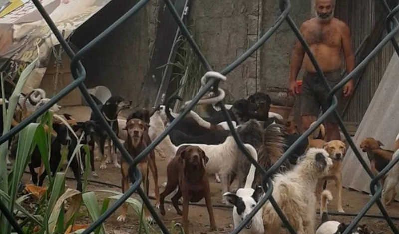 Após morte de protetor em Itaboraí (RJ), grupo se mobiliza para encontrar doadores para cerca de 200 animais