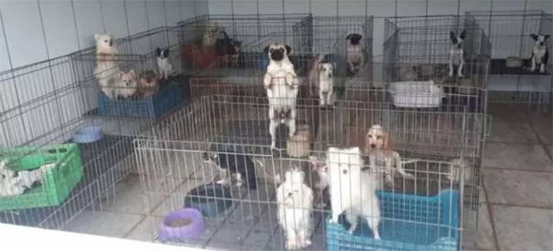 Vereador quer derrubar lei que permite criadouros domésticos para venda de cães e gatos no RJ