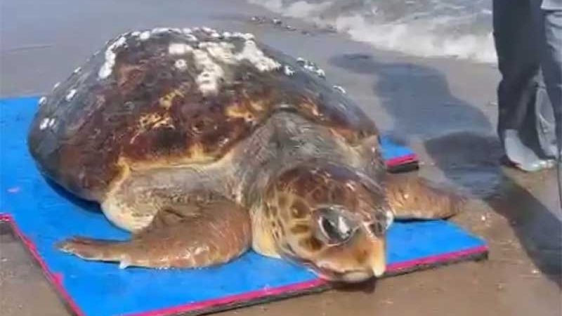 Tartaruga-marinha é 'resgatada' após tentativa de soltura na Costa Branca potiguar — Foto: Reprodução