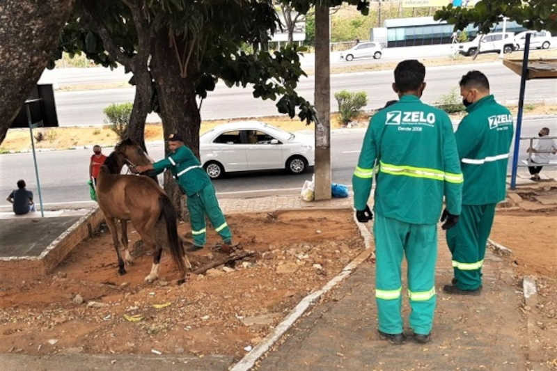 Guarda Municipal prende homem por maus-tratos a cavalo em Natal, RN