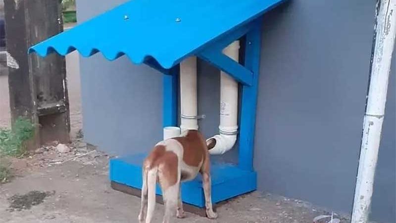 Comedouro e bebedouro para animais de rua em Porto Velho. — Foto: Redes Sociais/Reprodução