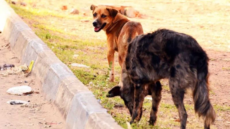 Cachorros são abandonados em rua de Boa Vista, RR; veja vídeo