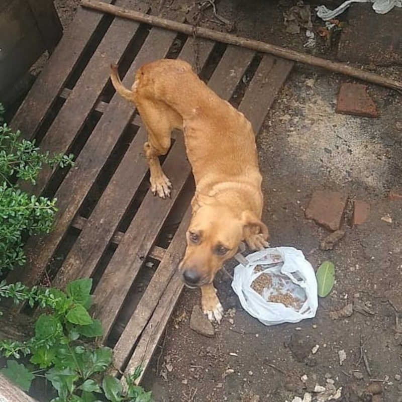 A cachorrinha “Pepa” foi resgatada pelo grupo após sofrer com maus tratos (Foto: arquivo pessoal)