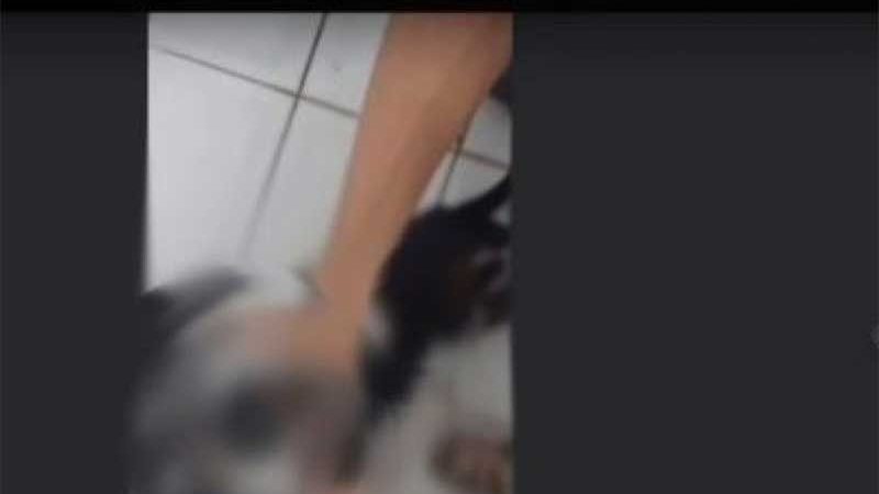 Ministério Público determina internação de jovem que torturou e matou cão durante transmissão pela internet no RS