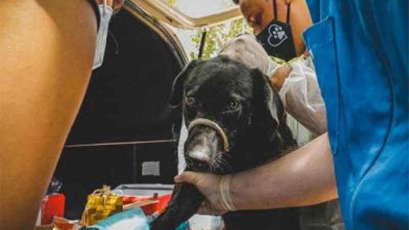 Gabinete da Causa Animal abre cadastro para castração gratuita de cães e gatos em Porto Alegre, RS