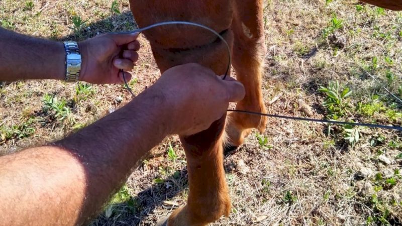 Cavalo é vítima de maus-tratos às margens da ERS-149