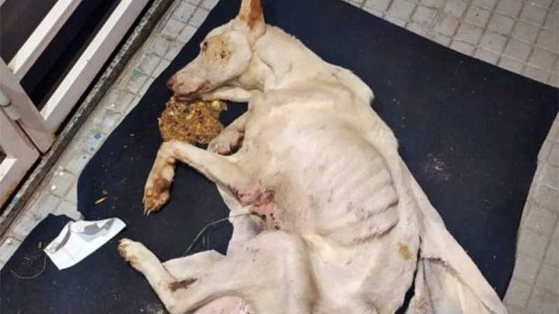 Crueldade extrema causa morte de cadela no RS e caso repercute nas redes sociais