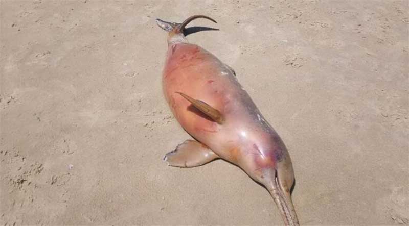 Golfinho é encontrado morto na beira-mar em Xangri-Lá, RS