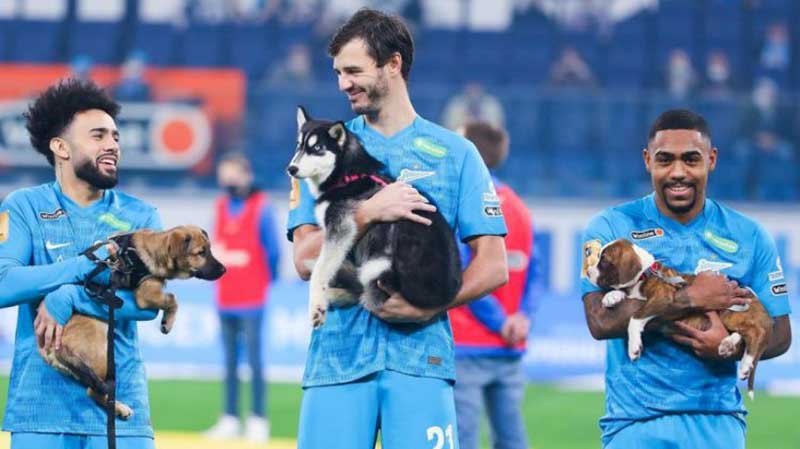 Jogadores do Zenit entram em campo carregando cachorros de abrigo para adoção