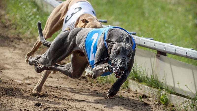 Tribunal de Justiça de SC mantém proteção a cães galgo vítimas de maus-tratos em corridas clandestinas