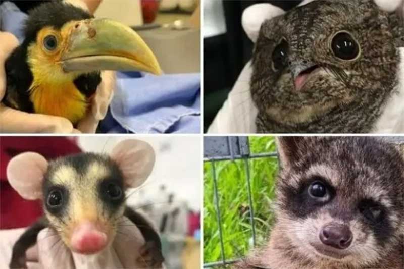Filhotes de animais resgatados este ano em SC encantam pela fofura