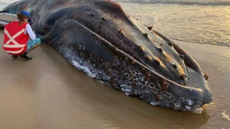 Número de baleias-jubarte mortas em SC cresce 10 vezes em um ano
