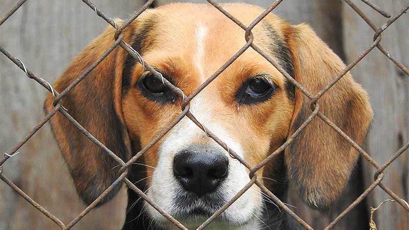 Tribunal de Justiça de SC mantém prisão de dois homens acusados de maus-tratos a 48 cachorros