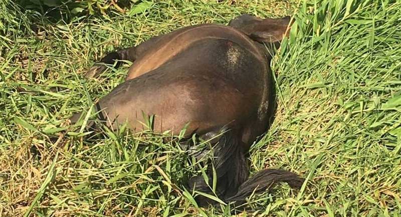 Cavalo é abandonado em terreno baldio após ser atropelado na zona sul de Joinville, SC