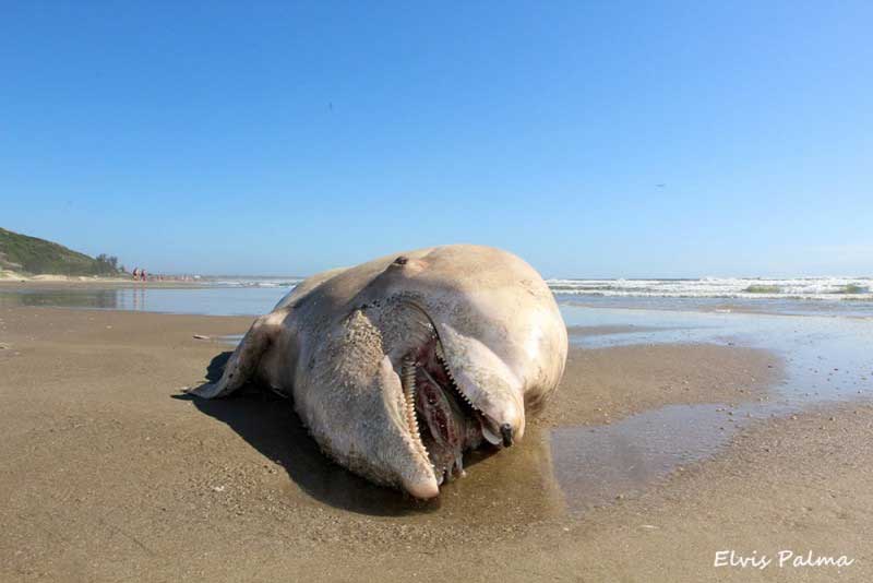 Boto é encontrado morto na praia do Mar Grosso, em Laguna, SC