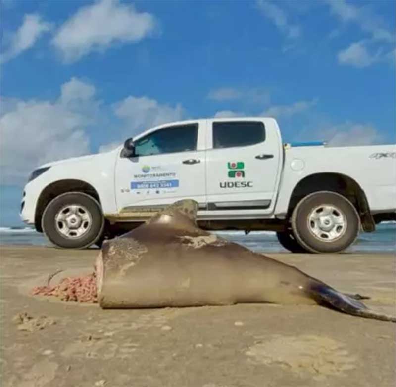 Toninha ameaçada de extinção é encontrada cortada ao meio em praia de Laguna, SC