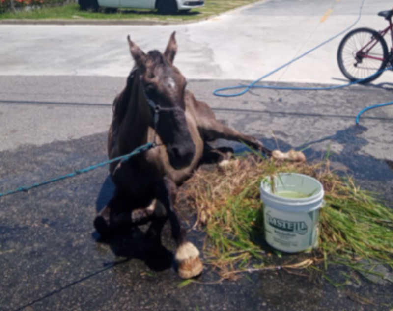 Cavalo debilitado com sinais de maus-tratos é encontrado em acostamento da rodovia SE-100, em Barra dos Coqueiros, SE