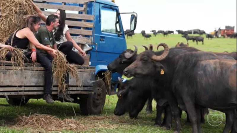 Búfalos abandonados se recuperam com ajuda de voluntários