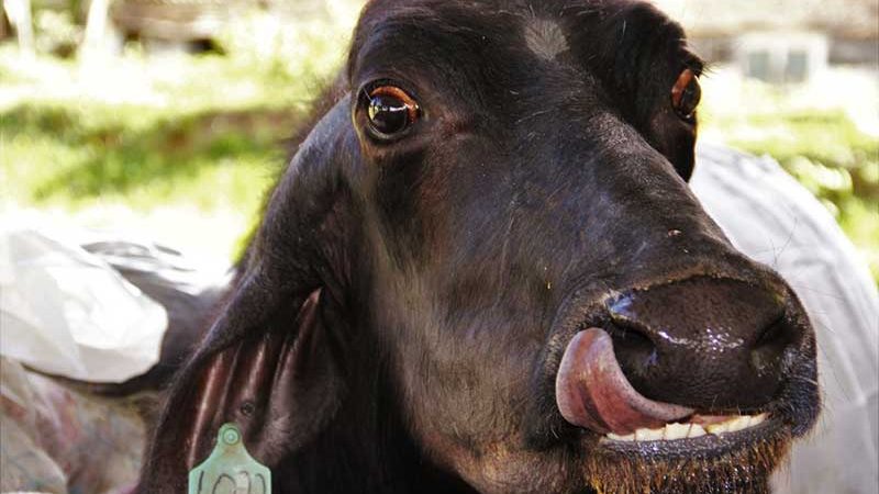 Morre a búfala ‘Carequinha’ que se tornou símbolo do resgate de animais em fazenda de Brotas
