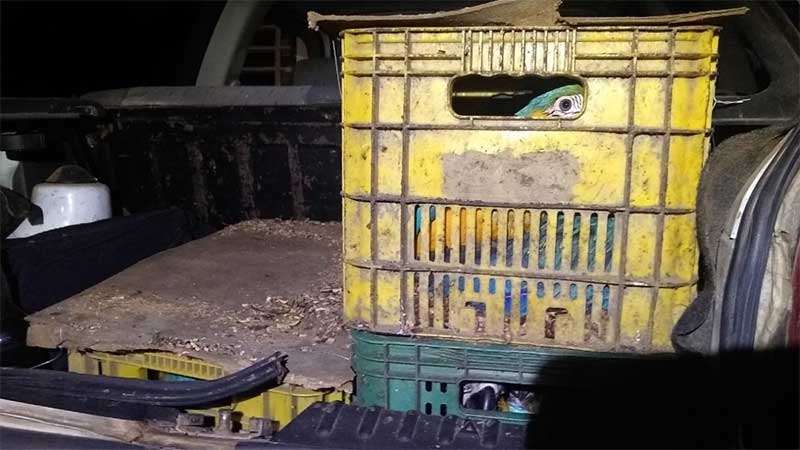 Casal é preso por maus-tratos a mais de 120 pássaros silvestres em Araraquara, SP