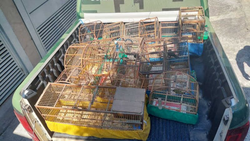 GCM recebe denúncia de tráfico de animais e estoura cativeiro de aves em Cotia, SP