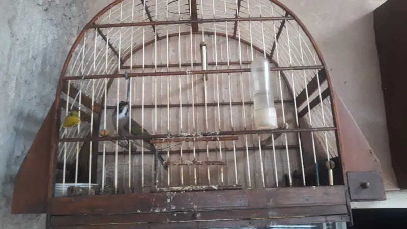 Polícia Ambiental resgata aves e multa homem por mantê-las em cativeiro, em Estrela do Norte, SP