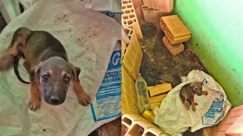 Idoso é preso suspeito de abandonar filhote de cachorro machucado e sem comida em Fartura, SP