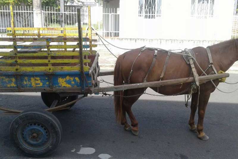 Projeto polêmico quer proibir uso de carroças em Mogi Mirim, SP