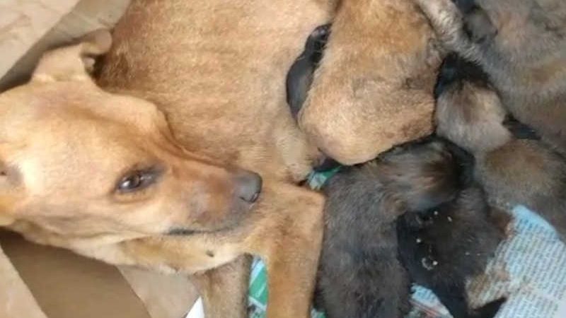 Cadela ferida com pedaço de bambu está internada em estado grave em clínica em Rio das Pedras, SP