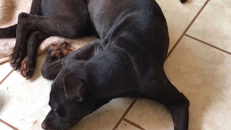 Tutor é preso em flagrante por agredir cão com marreta em Salto Grande, SP