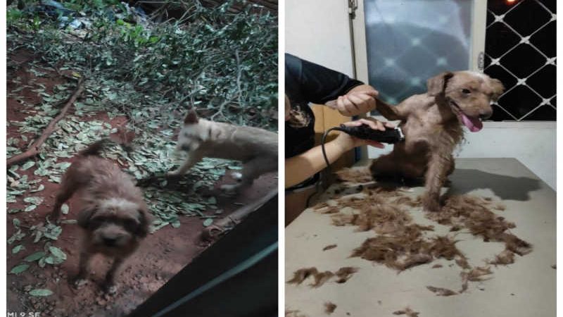 Animais em situação de maus-tratos são resgatados em Rio Preto, SP
