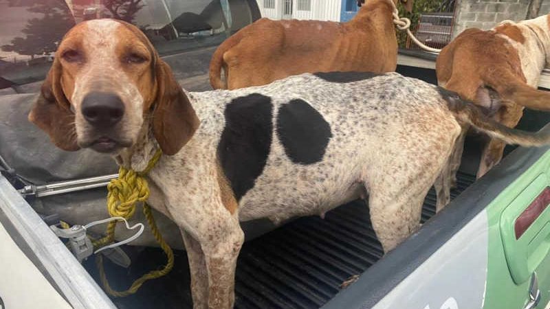 Polícia prende homem que alimentava cães com gordura, em São José dos Campos, SP