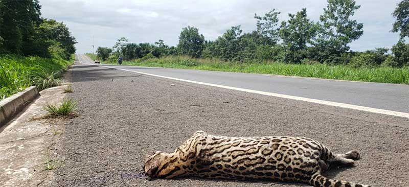 Jaguatirica é encontrada morta em Guaraí, PR; animal foi atropelado próximo de "Pardal" na BR-153