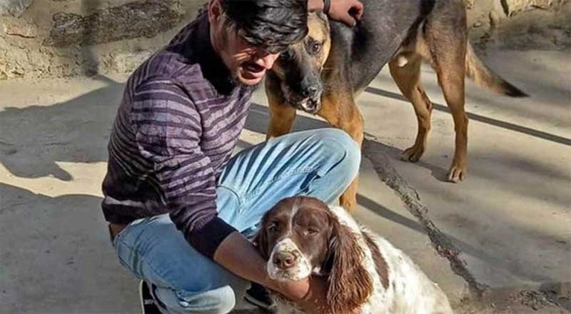 Cães são resgatados do Afeganistão e levados ao Canadá; saiba mais sobre a operação “Missão Possível”