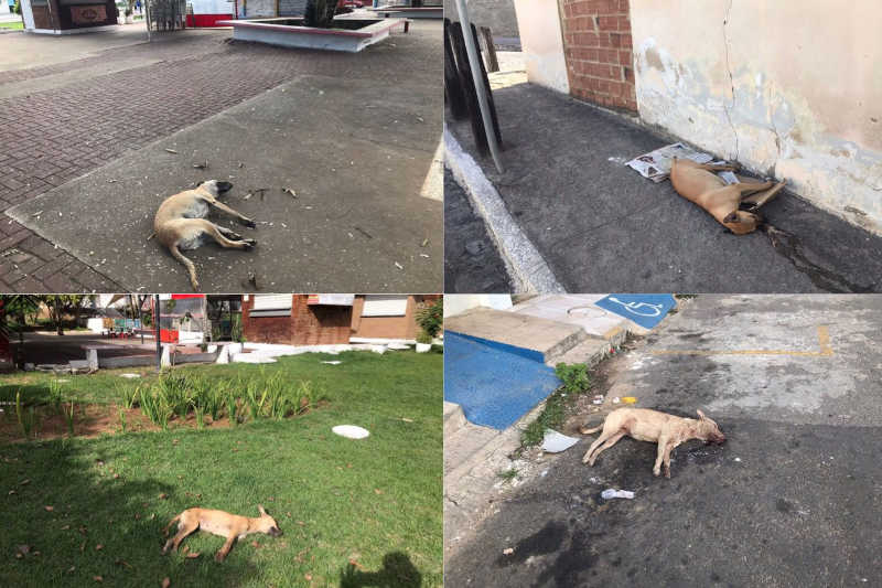 Cães amanhecem mortos na Praça do Artesanato, em Arapiraca, AL