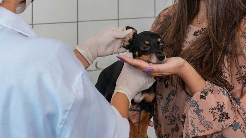 Animais resgatados de situações de maus tratos recebem cuidados de saúde na Unidade de Vigilância de Zoonoses. Victor Vercant /Secom Maceió