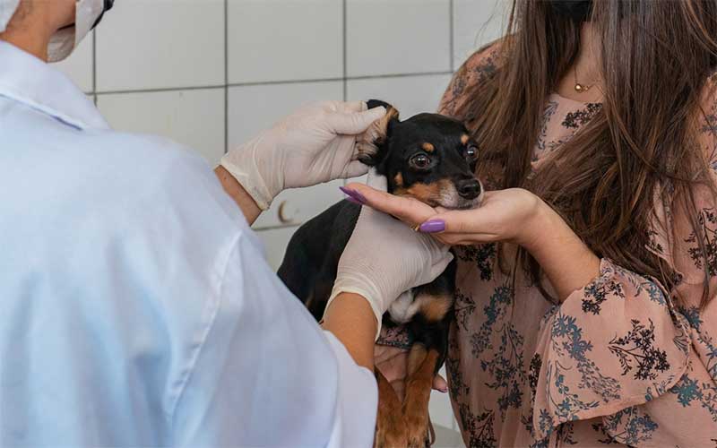 Cães e gatos resgatados por mau-tratos recebem cuidados em Maceió, AL