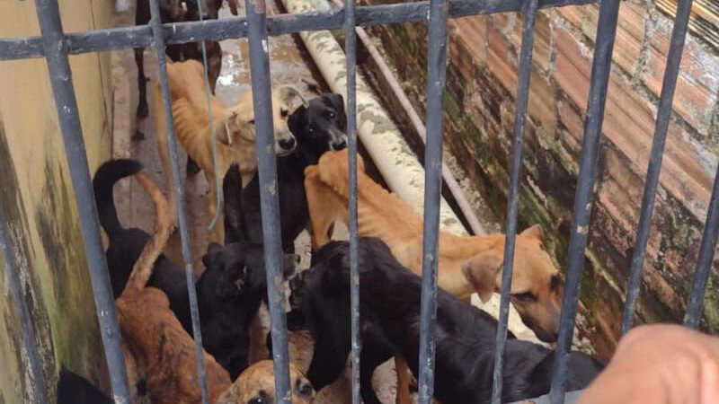 Animais em condições de maus-tratos são resgatadas no Eustáqui Gomes, em Maceió — Foto: Polícia Civil