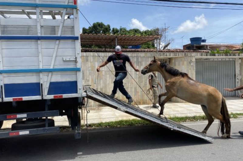 Maus-tratos: carroceiro é preso por fazer égua carregar carcaça de automóvel de 300 kg