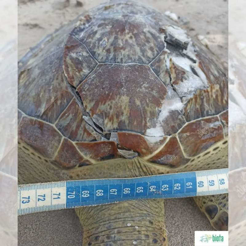 Maceió: tartaruga-marinha encalha com vida na praia de Ponta Verde, mas morre antes de resgate