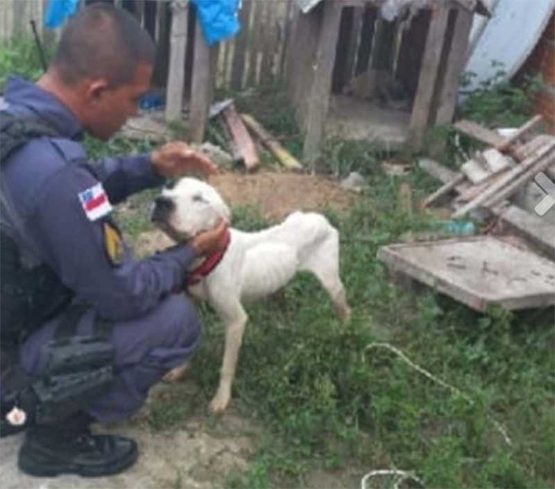 Amarrado com cabo de aço, pit bull morre e outro é resgatado no Amazonas