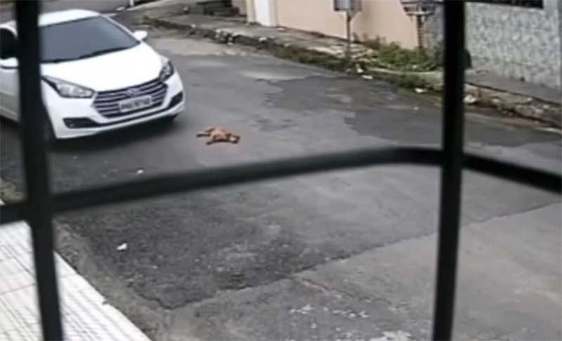 Cãozinho é atropelado de propósito por motorista em Manaus, AM