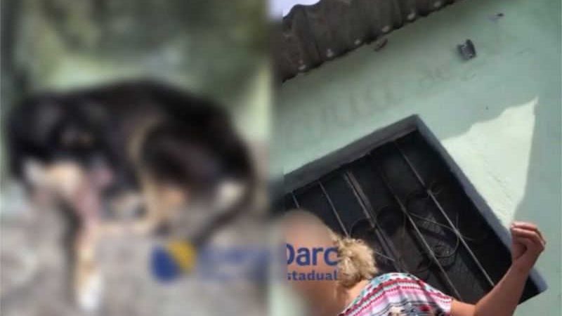 Em Manaus, cachorro é encontrado com parte do rosto em carne viva e tutora é levada à delegacia