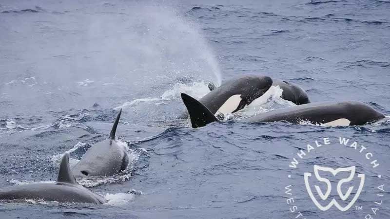 Imagem: Whale Watch Western Australia (WWWA)