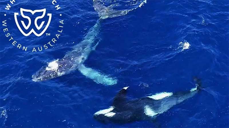Em ação rara, orca salva baleia-jubarte da morte na Austrália