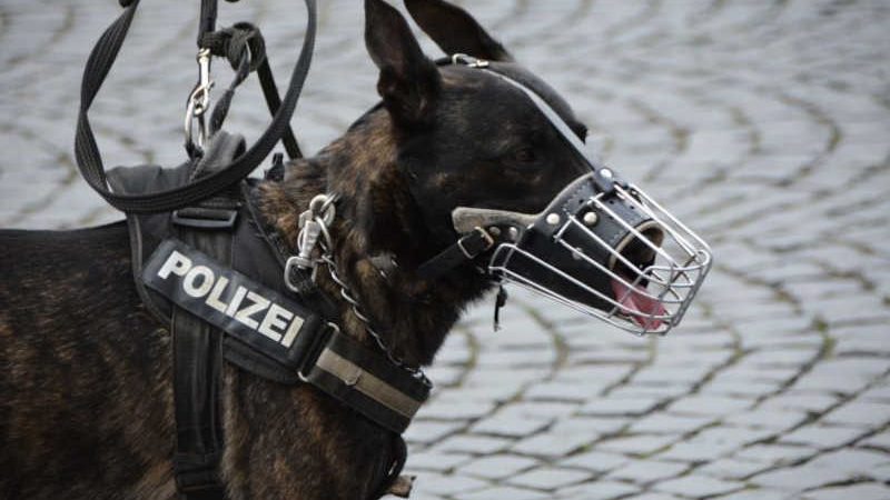 Polícia alemã deixa de ter cães ao seu serviço após entrada em vigor de lei de proteção de animais