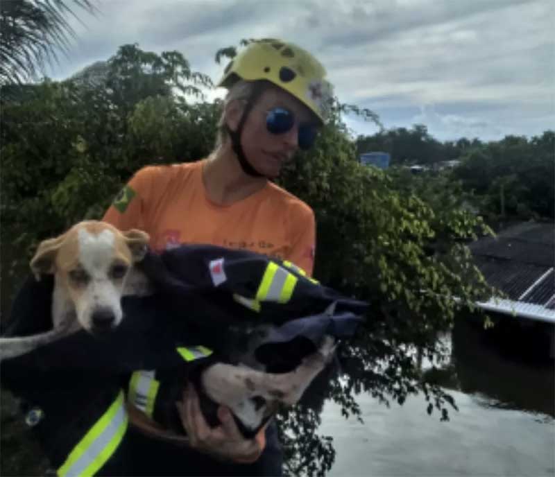 Cães ilhados desde o início das chuvas na BA são resgatados por Grupo de Resgate de Animais em Desastres e voluntários de ONG