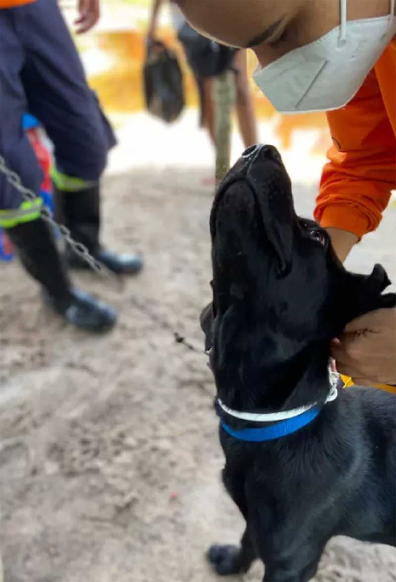 Cães ilhados por causa das chuvas na BA são resgatados por Grupo de Resgate de Animais em Desastres e voluntários de ONG — Foto: Divulgação/ONG Planeta dos Bichos