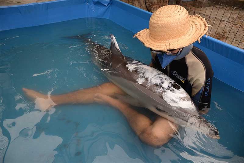 Salvador: golfinho encalhado na praia da Paciência passa por tratamento após ser resgatado